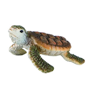 Mořská želva mládě
